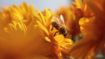 Ouverture de la saison apicole ! 